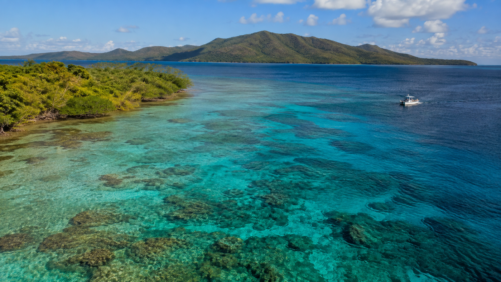 Caribbean illustration with mangroves, turquoise reef water, and offshore blue water