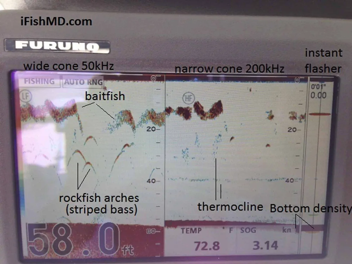 Real Furuno fish finder split screen from Chesapeake Bay showing baitfish near the top, striped bass arches, a thermocline line and the bottom at 58 feet, with 50 kHz on the left and 200 kHz on the right