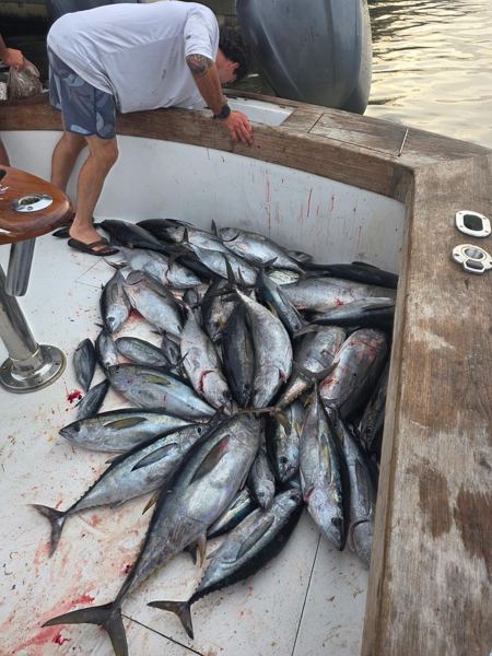Catch photo from Outdoor Dog Supply: A good day on the tuna