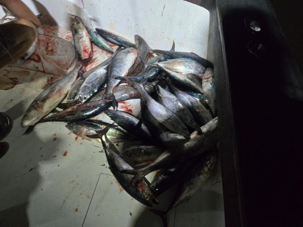 Catch photo from Outdoor Dog Supply: Tuna in the cockpit