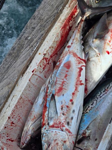 Catch photo from Outdoor Dog Supply: Fresh tuna, up close