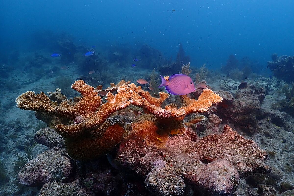 Reef edge & drop-off