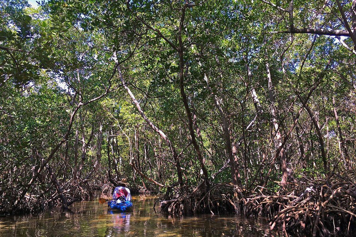 Mangroves & river mouths