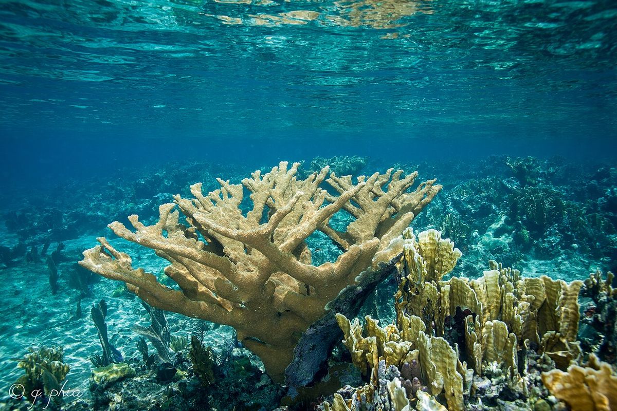Patch reefs