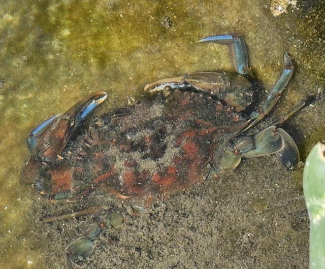 Swimming crab