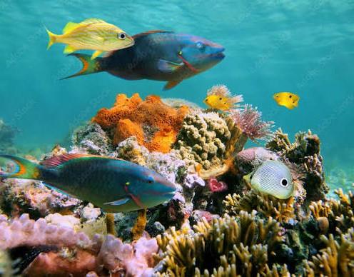 Reef fish over coral