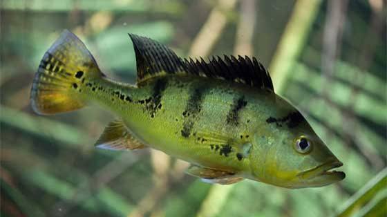 Butterfly peacock bass