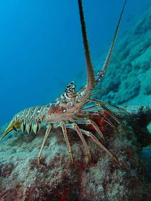 Caribbean spiny lobster