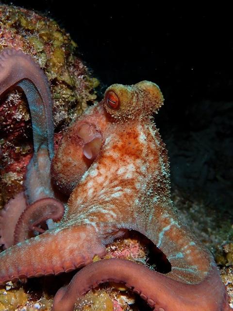 Caribbean reef octopus