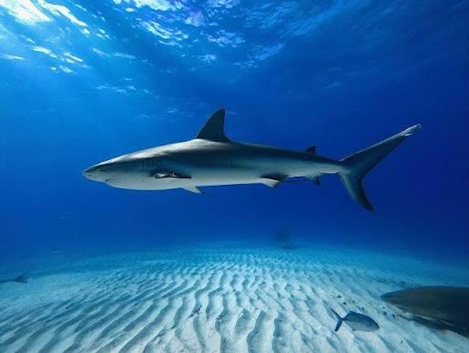 Caribbean reef shark