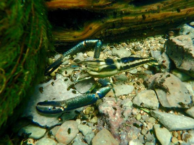 Bigclaw river shrimp underwater