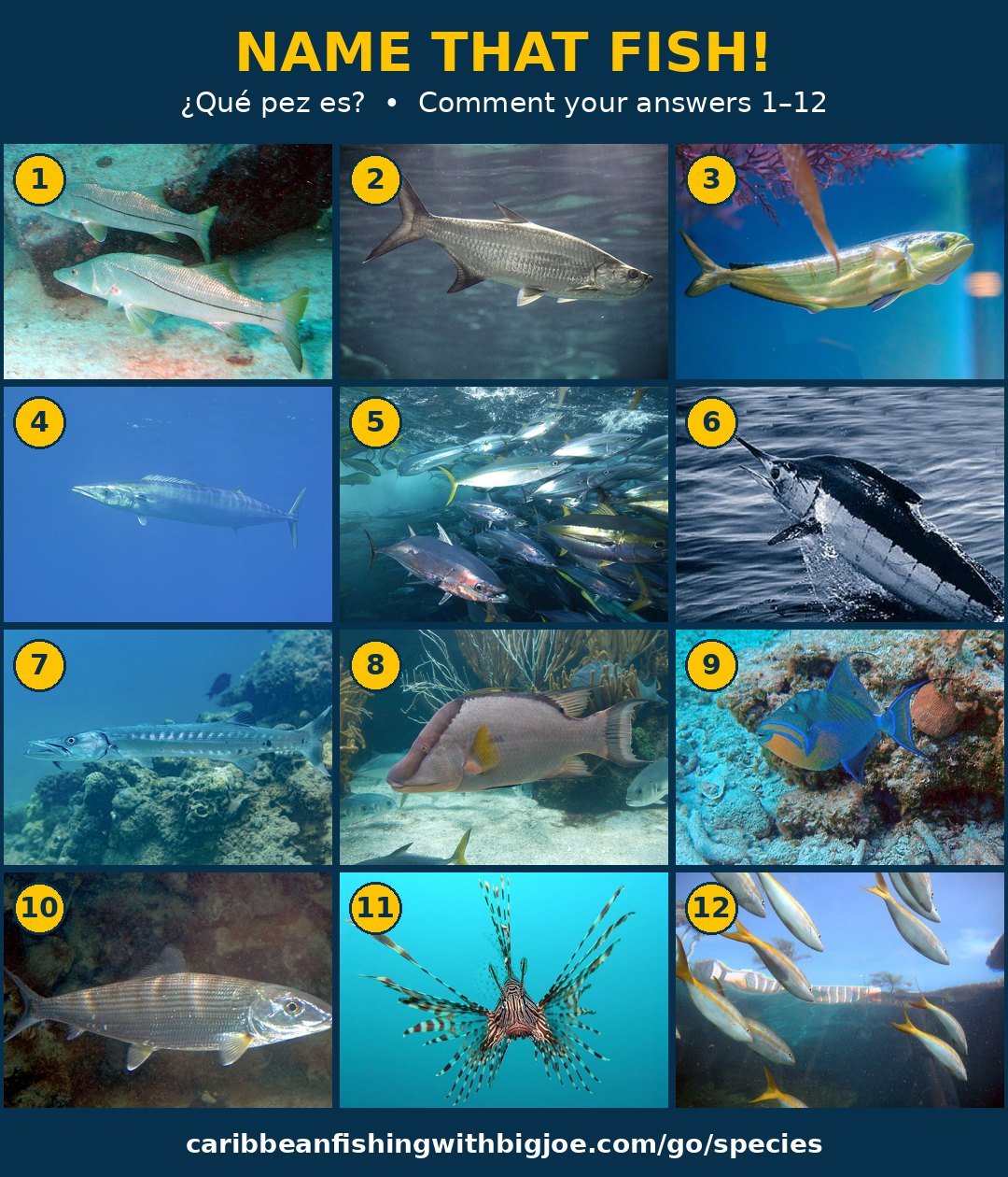 Name That Fish quiz: 12 numbered Caribbean fish photos