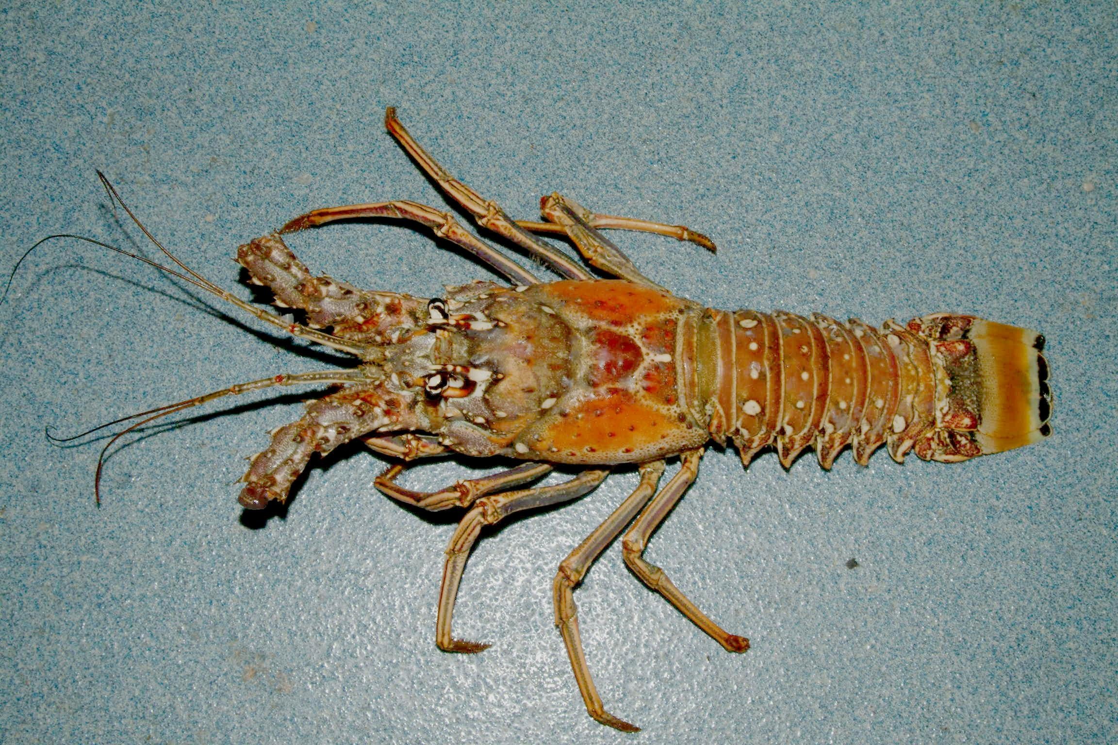 Caribbean Spiny Lobster (Panulirus argus)