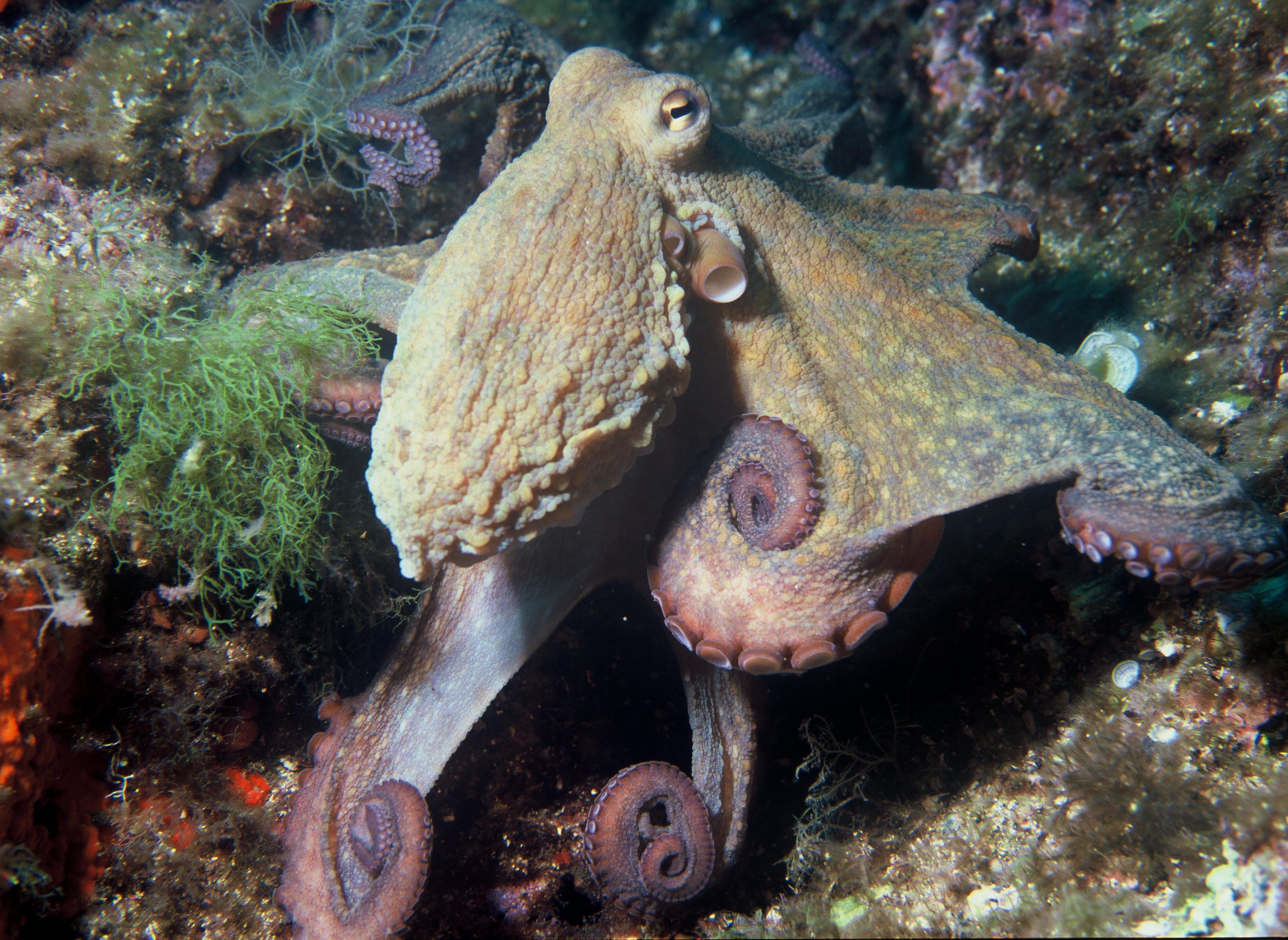 Common Octopus (Octopus vulgaris)