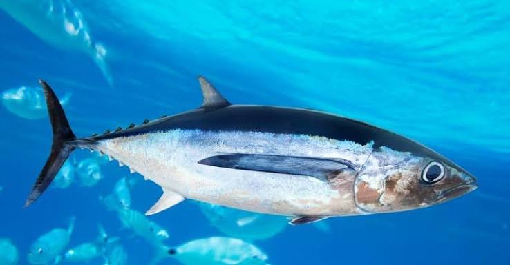 Atún blanco (Thunnus alalunga)