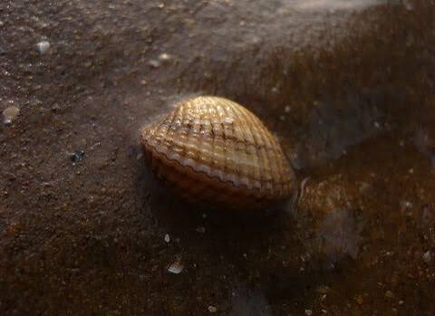 American yellow cockle (Dallocardia muricata)