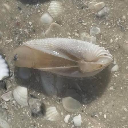 Angel wing (Cyrtopleura costata)
