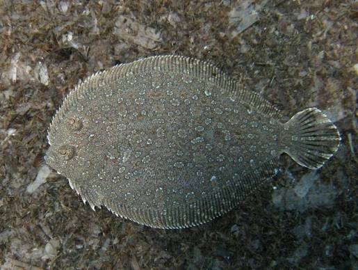 Anglefin whiff (Citharichthys gymnorhinus)