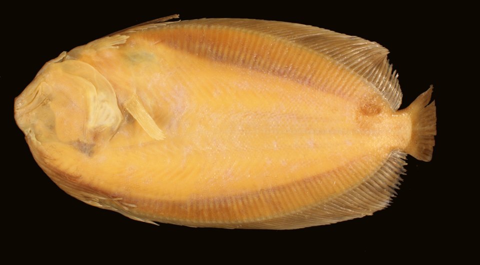 Antilles flounder (Ancylopsetta antillarum)