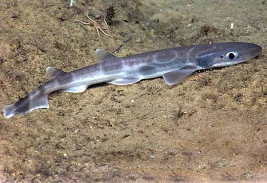 Antilles sawtail catshark (Galeus antillensis)