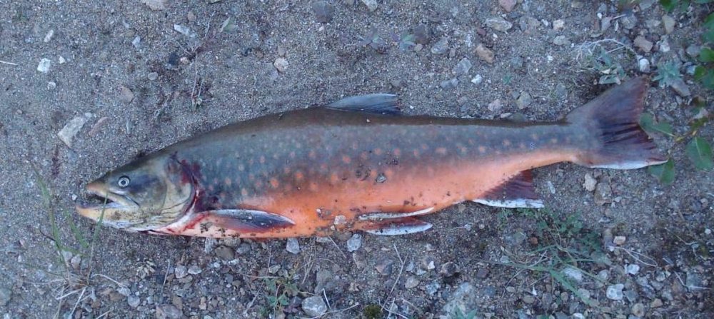 Arctic char (Salvelinus alpinus)