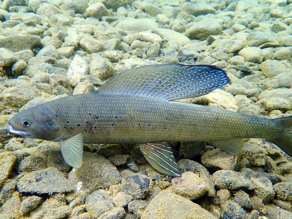 Tímalo ártico (Thymallus arcticus)