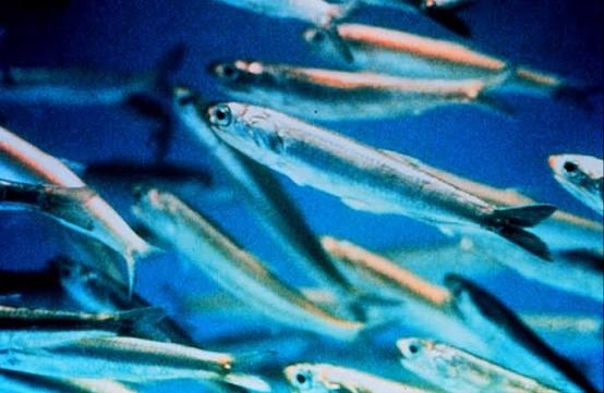 Anchoveta rabo amarillo (Cetengraulis edentulus)
