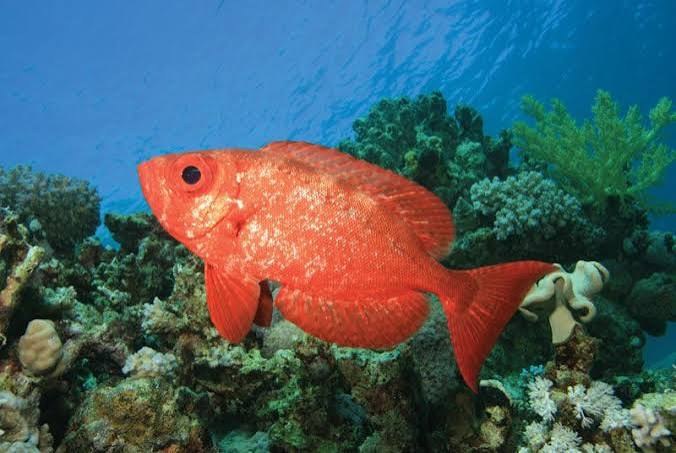 Atlantic bigeye (Priacanthus arenatus)