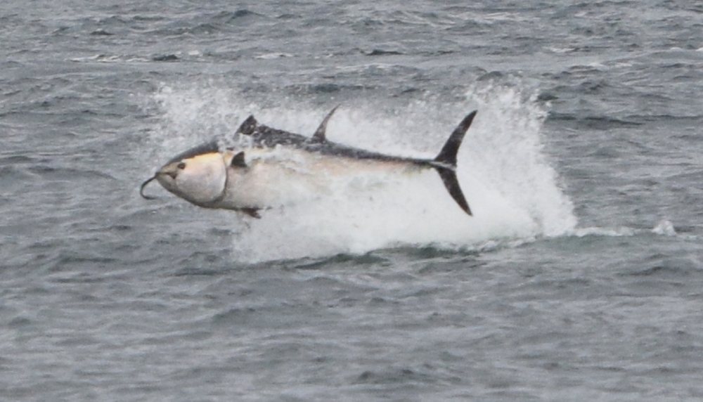 Atlantic bluefin tuna (Thunnus thynnus)