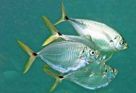 Casabe (Chloroscombrus chrysurus)