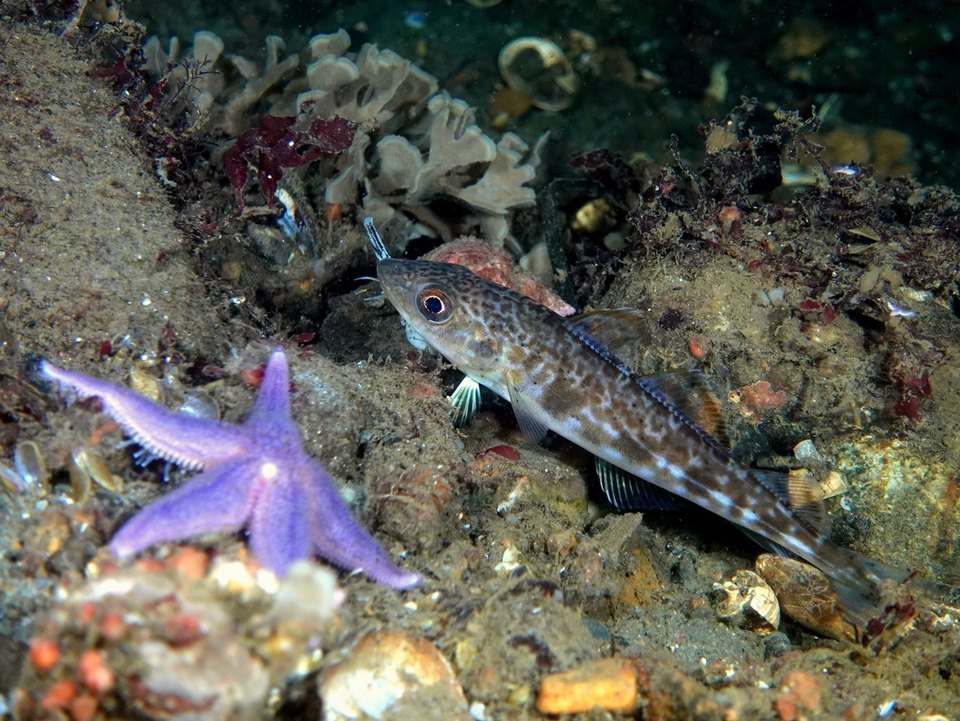 Atlantic cod (Gadus morhua)