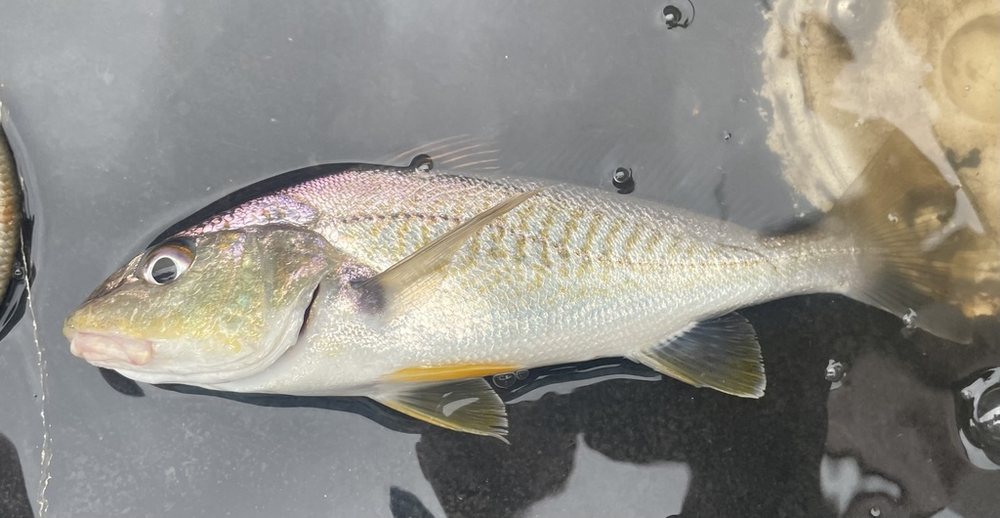 Atlantic croaker (Micropogonias undulatus)