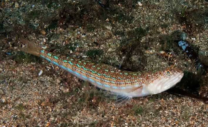 Lagarto saury (Synodus saurus)