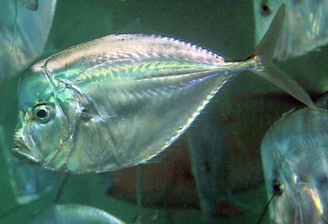 Atlantic moonfish (Selene setapinnis)