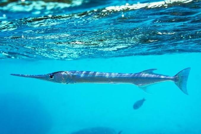 Atlantic needlefish (Strongylura marina)