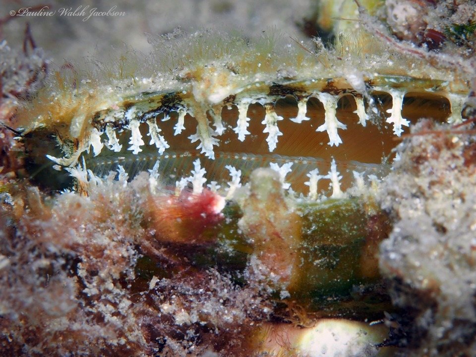 Atlantic pearl oyster (Pinctada imbricata)