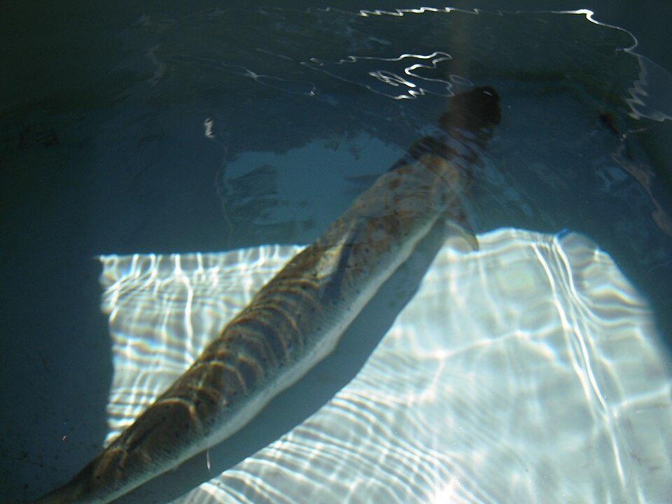 Salmón del Atlántico (Salmo salar)