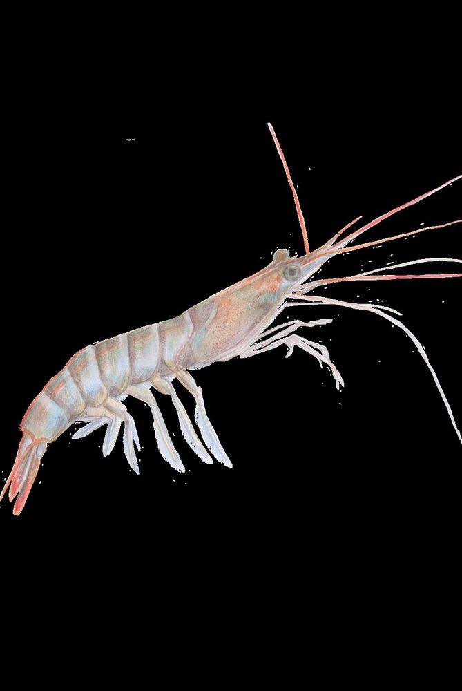Atlantic seabob (Xiphopenaeus kroyeri)