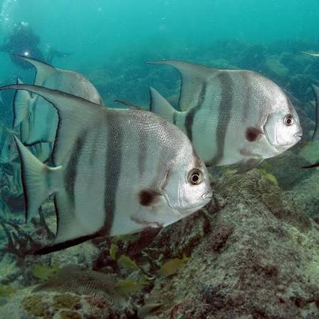 Paguara (Chaetodipterus faber)