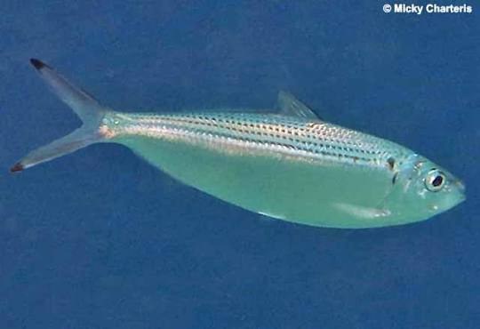 Machuelo hebra atlántico (Opisthonema oglinum)
