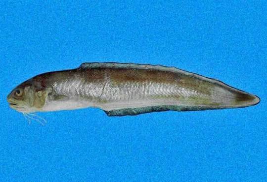 Bank cusk-eel (Ophidion holbrookii)