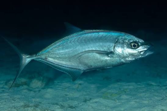 Cojinua carbonera (Caranx ruber)