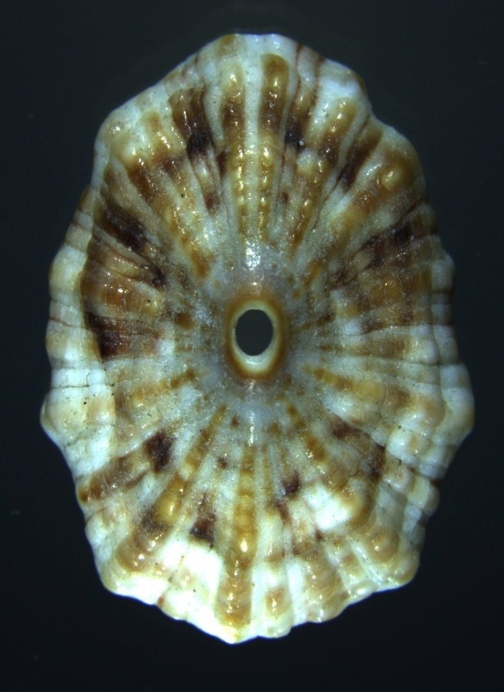 Lapa de Barbados (Fissurella barbadensis)