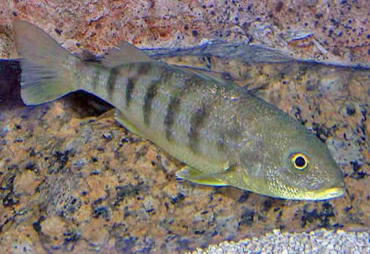 Barred grunt (Conodon nobilis)