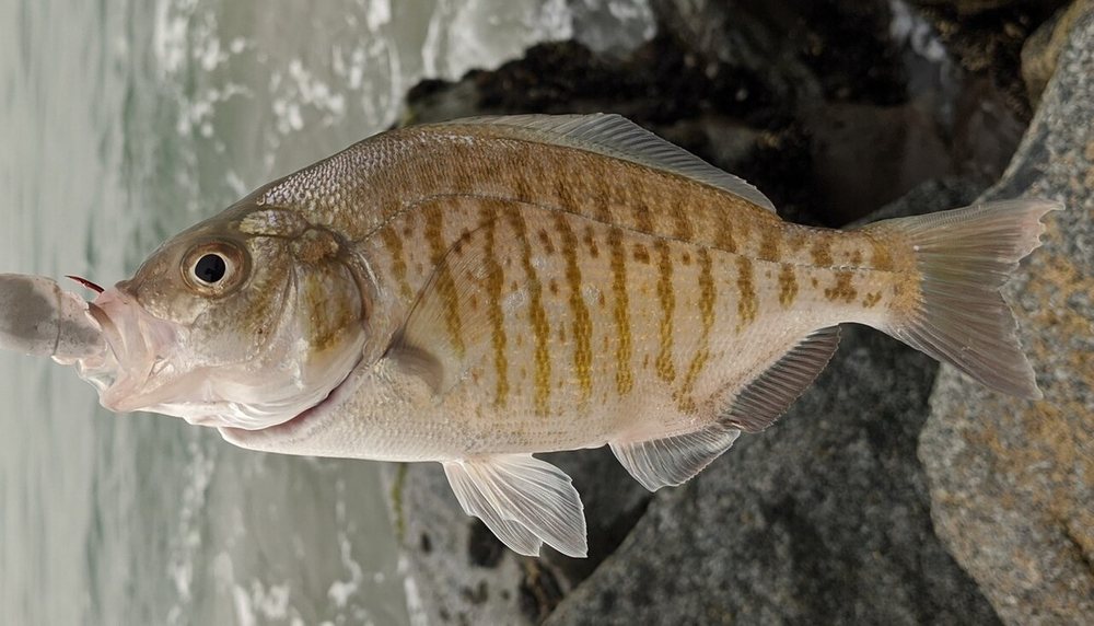 Mojarra de oleaje rayada (Amphistichus argenteus)