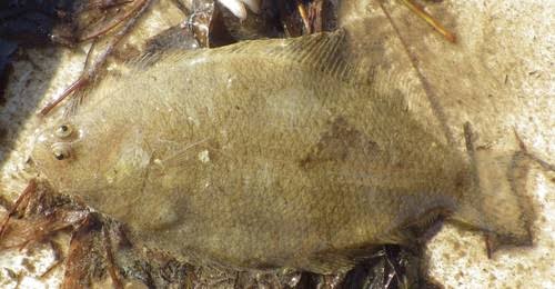 Bay whiff (Citharichthys spilopterus)