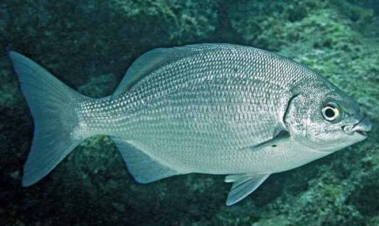 Bermuda sea chub (Kyphosus sectatrix)