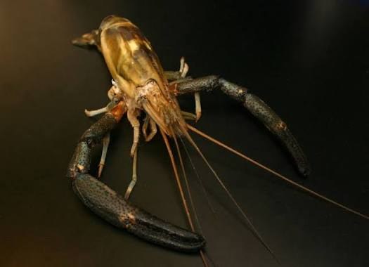 Bigclaw river shrimp (Macrobrachium carcinus)