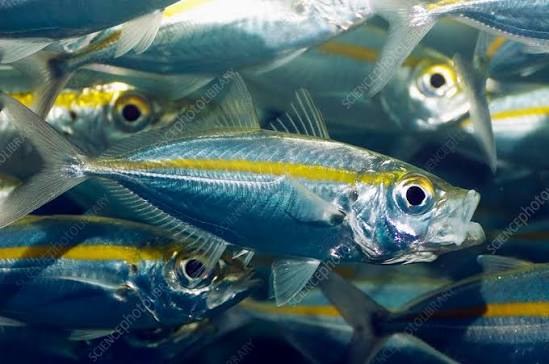 Bigeye scad (Selar crumenophthalmus)