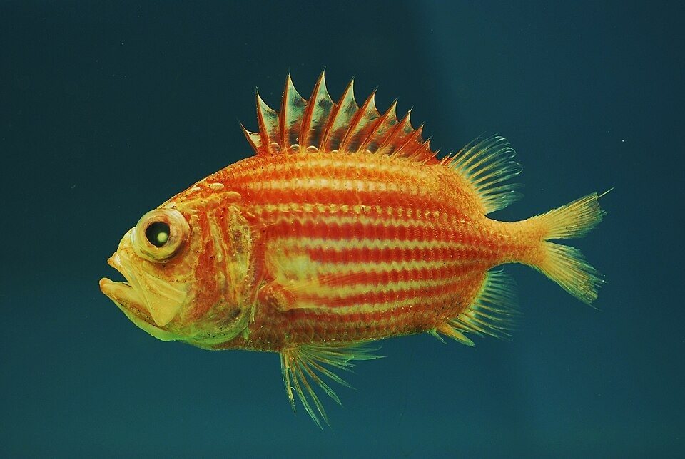 Ostichthys trachypoma (Ostichthys trachypoma)